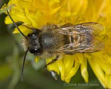 Solitary bee on Dandelion