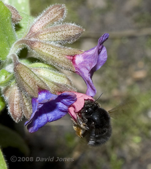 Red-tailed Bumblebee(?) at Lungwort flower