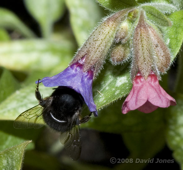 Red-tailed Bumblebee(?) at Lungwort flower - showing wing venation