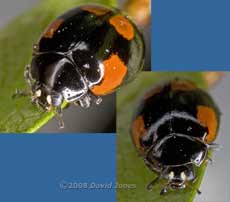 2-Spot Ladybird (Adalia bipunctata) - four-spot melanic form