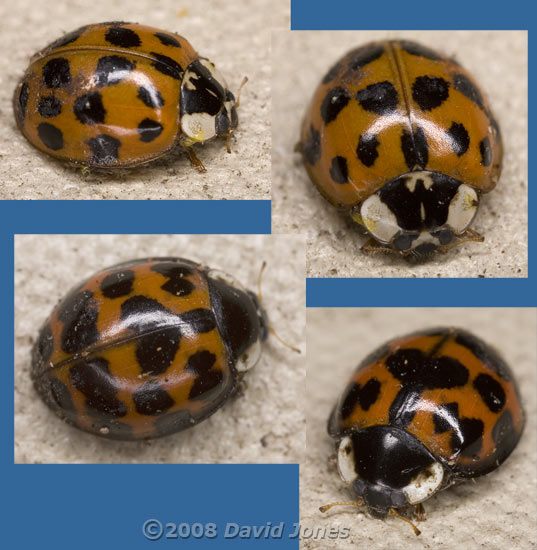 Harlequin Ladybird (Harmonia axyridis)