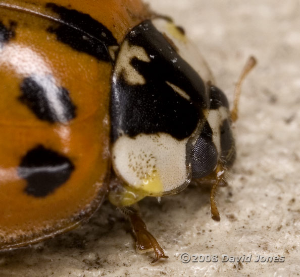 Harlequin Ladybird (Harmonia axyridis) - close-up showing reflex bleeding