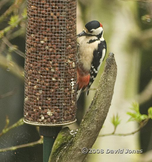 Great Spotted Woodpecker