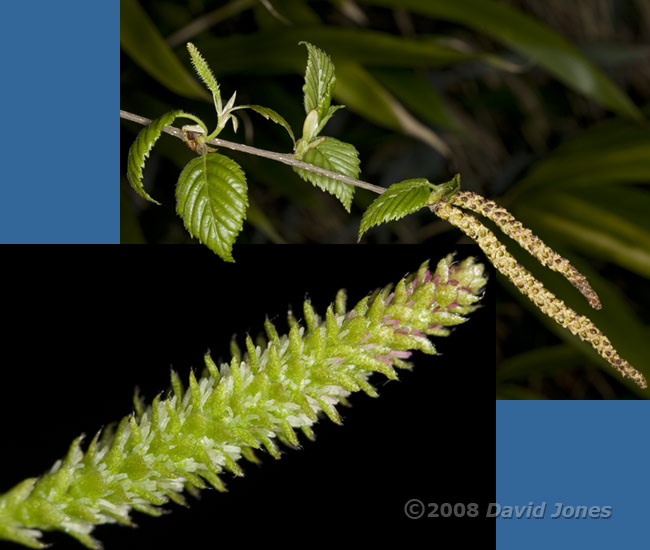 Female flowers on Himalayan Birch