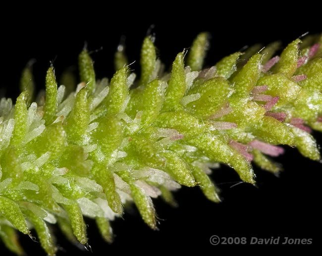 Female flowers on Himalayan Birch - close-up