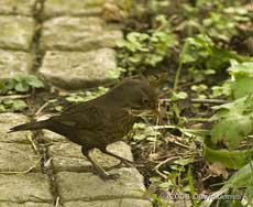 Blackbird female gathers nesting materials