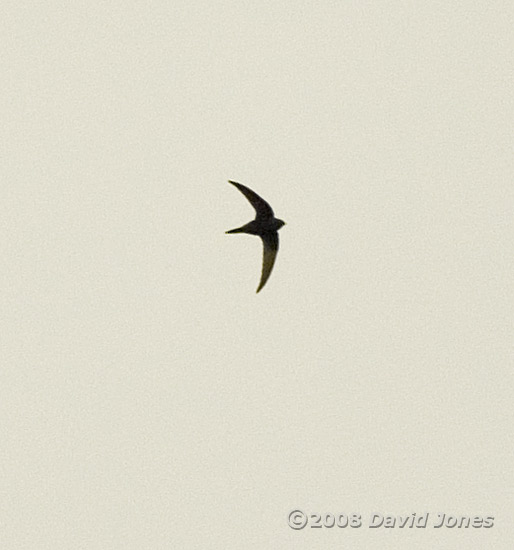 One of three Swifts seen over us today