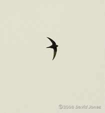 One of three Swifts seen over us today