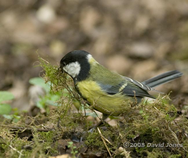 Great Tit female gathers moss