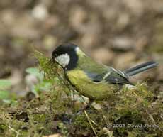 Great Tit female gathers moss