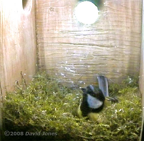 Great Tit female rests in part-built nest