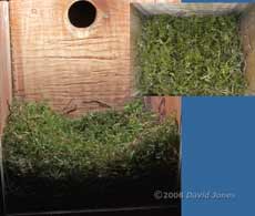 The Great Tit nest this evening