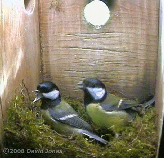 Great Tit pair meet in box this morning
