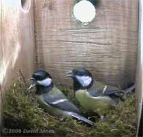 Great Tit pair meet in box this morning