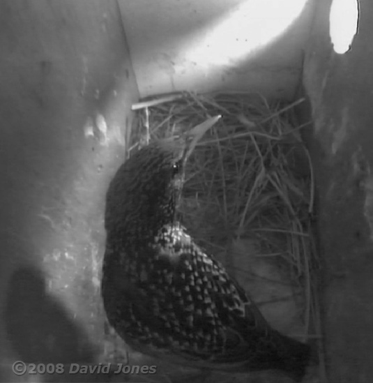 Starling female (in box R) getting ready to roost this evening