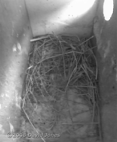 Starling nest box R yesterday at 6pm