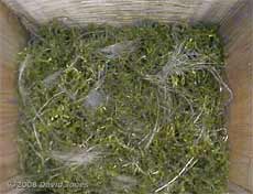 Great Tit nest with animal hair(?) added