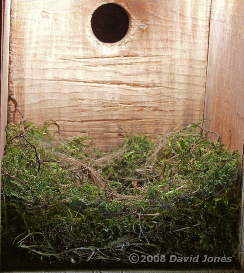 The Great Tit nest tonight
