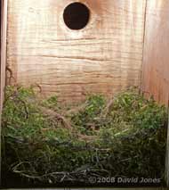 The Great Tit nest tonight