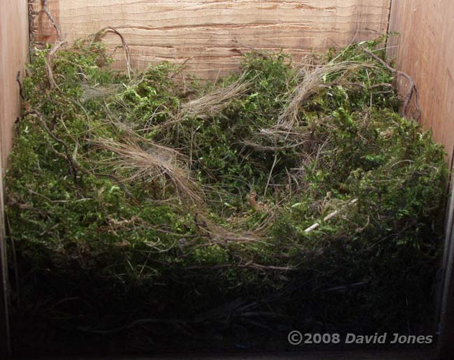 The Great Tit nest tonight - closer view