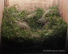 The Great Tit nest tonight - closer view