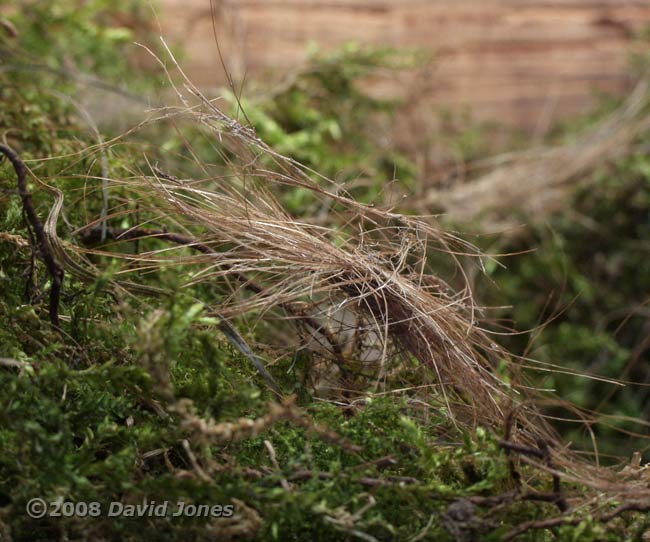 The Great Tit nest tonight - close-up of new material added today