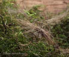 The Great Tit nest tonight - close-up of new material added today