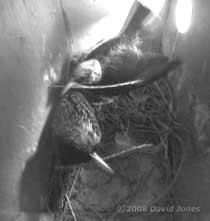 Starling pair deliver twigs