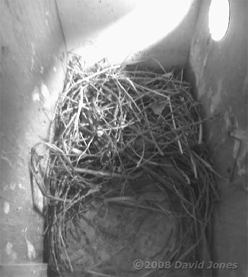 Starling nest box R at lunchtime