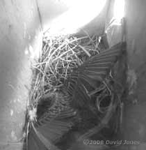 Starling performing a shuffle to organise nest materials