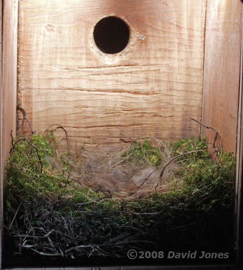 The Great Tit nest tonight - 1a