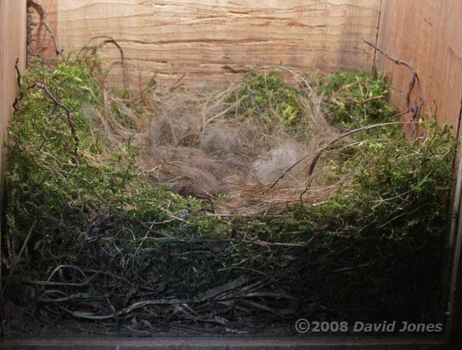 The Great Tit nest tonight - 1b