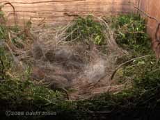 The Great Tit nest tonight - 1, oblique view