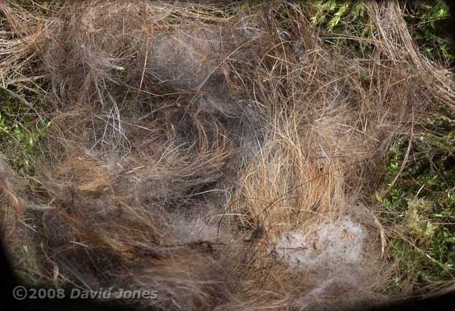 Image of nest cup captured using the Front-silvered mirror arrangement