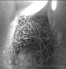 Starling nest this evening