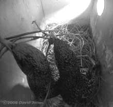Starling pair with twigs