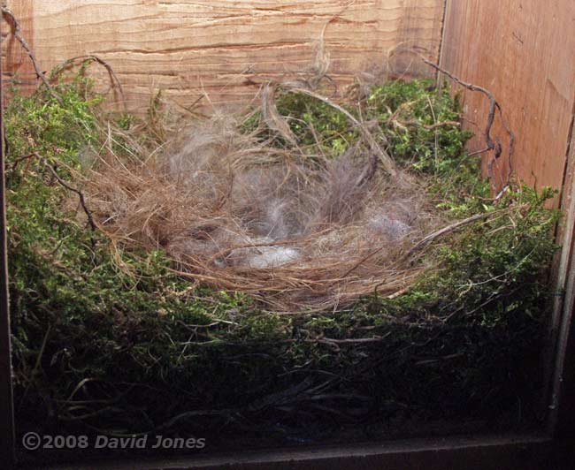 The Great Tits' nest tonight, 4 April - oblique view