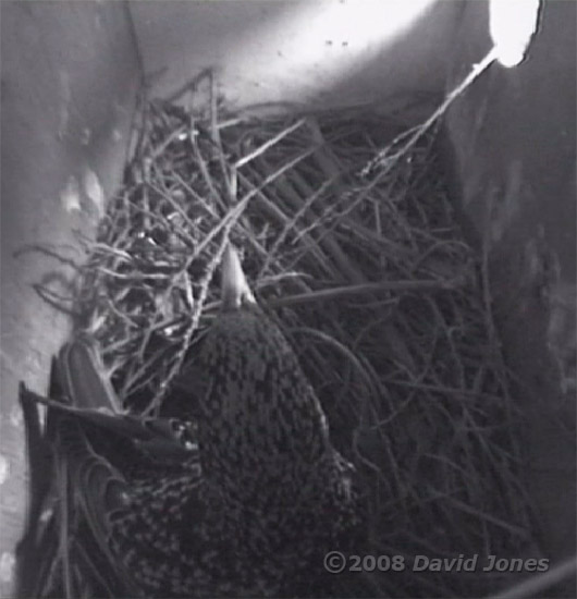Starling female settling to roost this evening