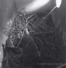 Starling female settling to roost this evening