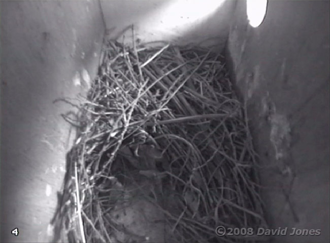 Starling nest this evening, 4 April