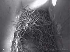 Starling nest this evening, 4 April