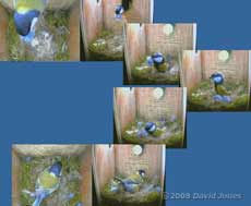 The Great Tit female brings in  fluffy blue fibres