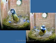 The Great Tit female visits during the morning