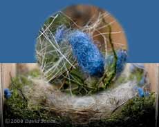 A closer look at the blue fibres