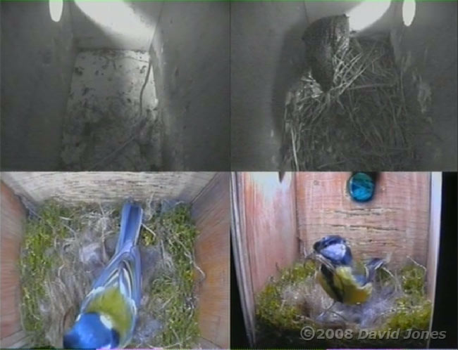 The Great Tit female and the Starling male make their first visits of the day