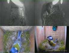 The Great Tit female and the Starling male make their first visits of the day