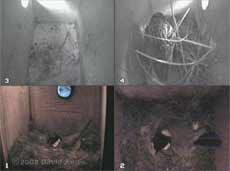 Great Tit and Starling females are roosting here tonight