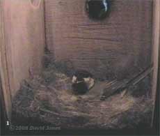 The male Great Tit checks on his partner as she roosts here for the first time