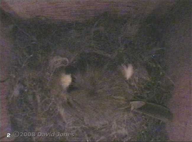 The female Great Tit asleep in the nest for the first time