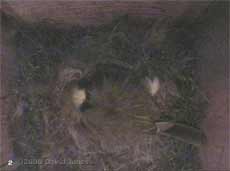 The female Great Tit asleep in the nest for the first time